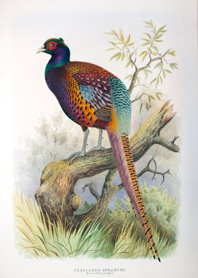 Phasianus strauchi, 1906-7 by Henry Jones
